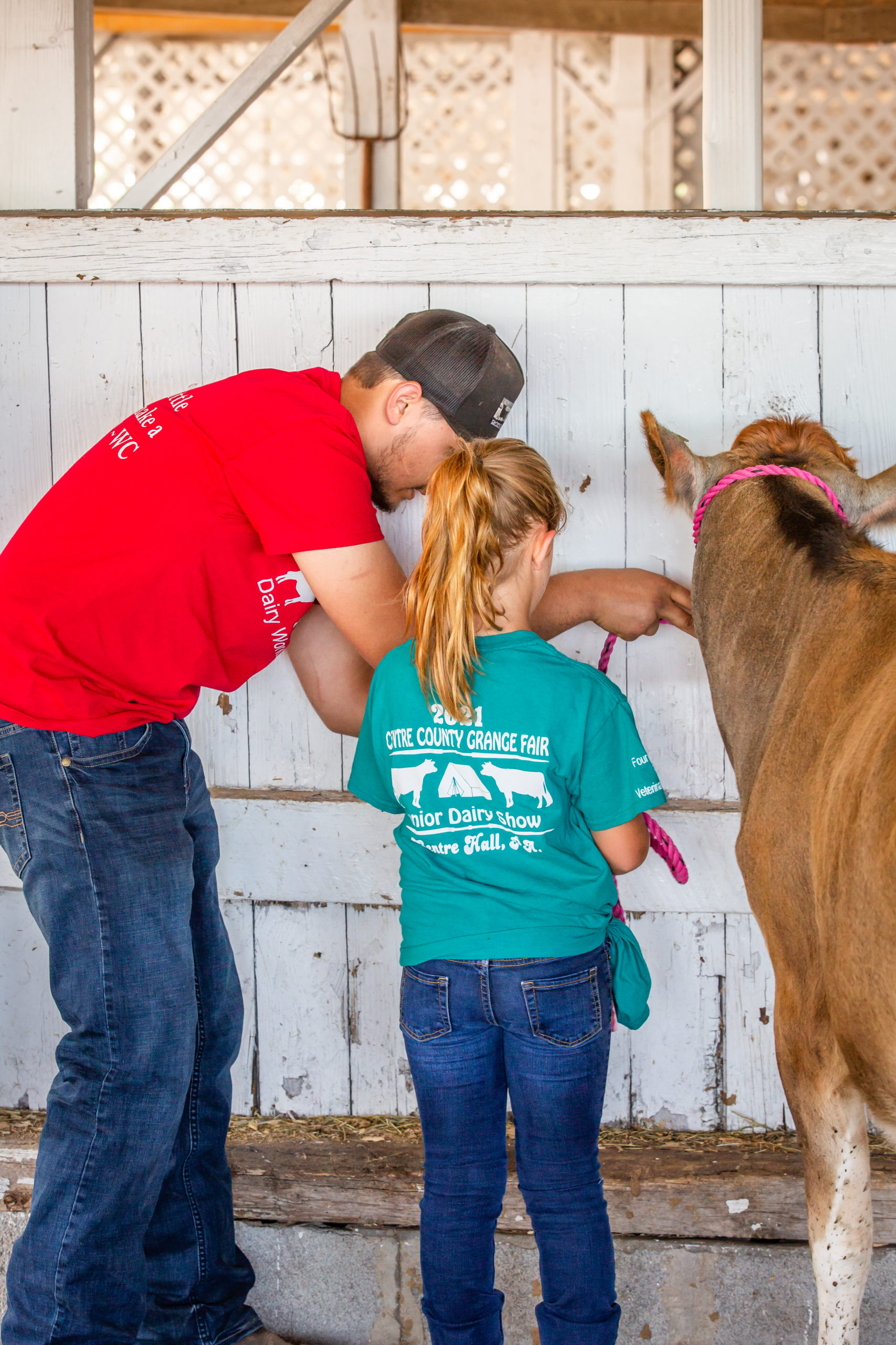 Dairy volunteer helping youth tie dairy heifer at show