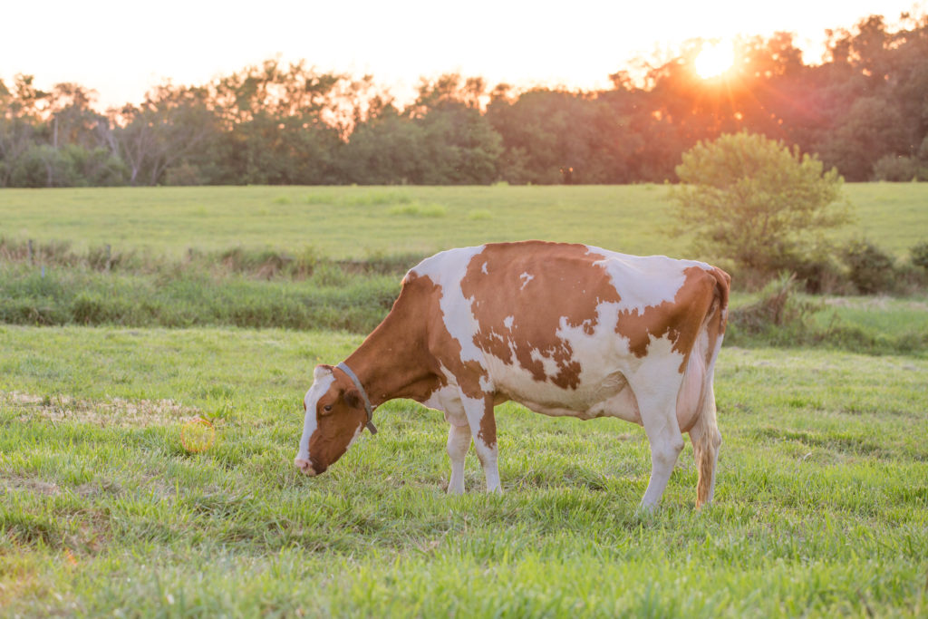Red and White cow grazing on grass at sunset.
