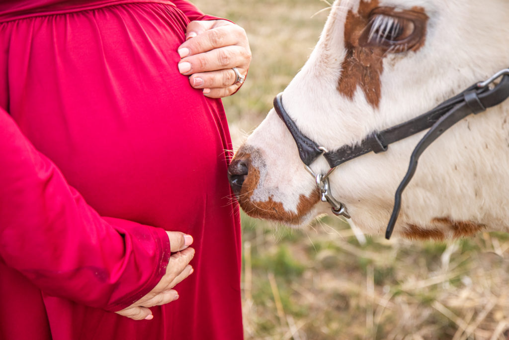 cow nuzzling baby bump in maternity photo session