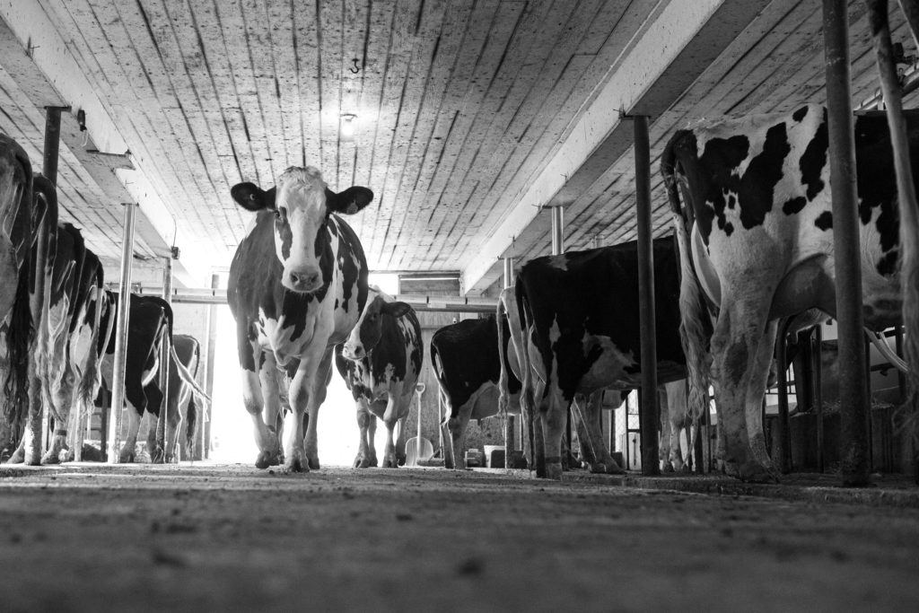 cows walking into milk barn