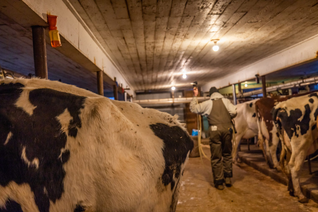 farmer milking cows in barn